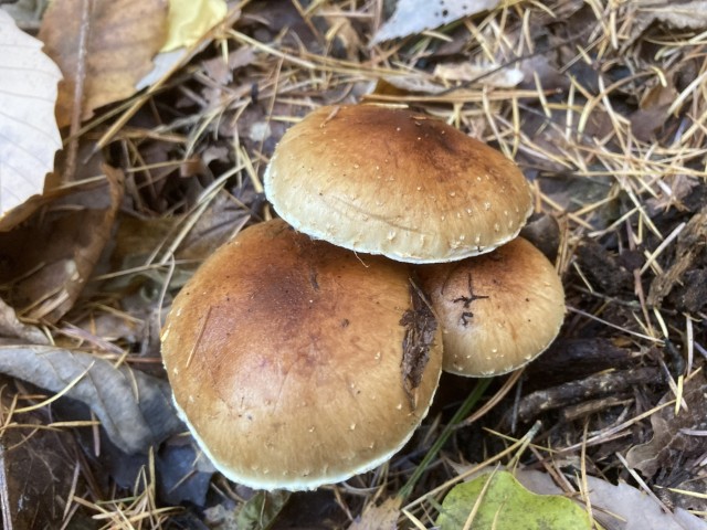 チャナメツムタケ