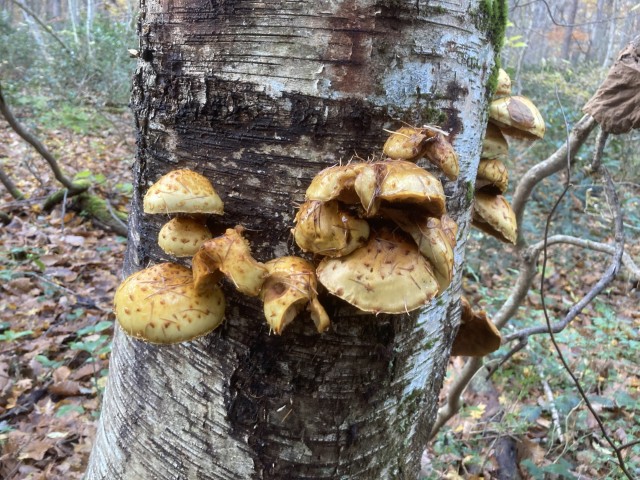 ヌメリスギタケモドキ