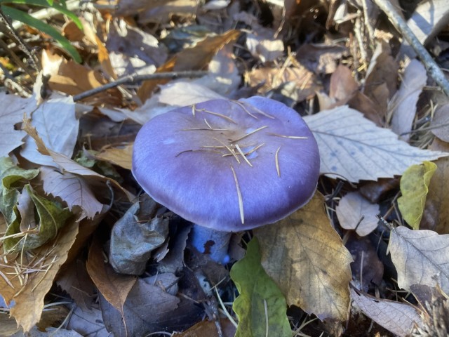 ムラサキシメジ1
