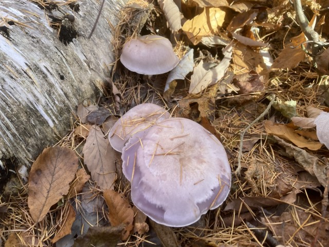 ムラサキシメジ2