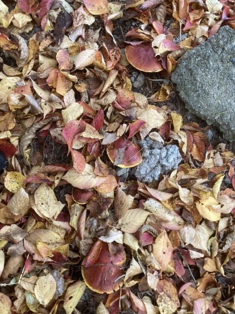 ジコボウ（ハナイグチ）