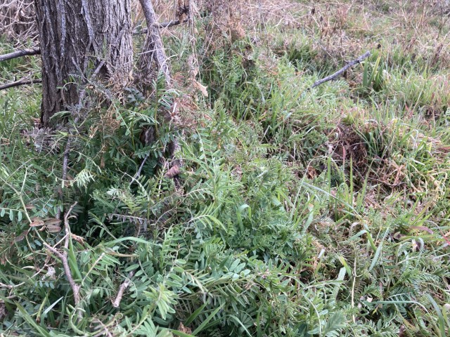 カラスノエンドウ