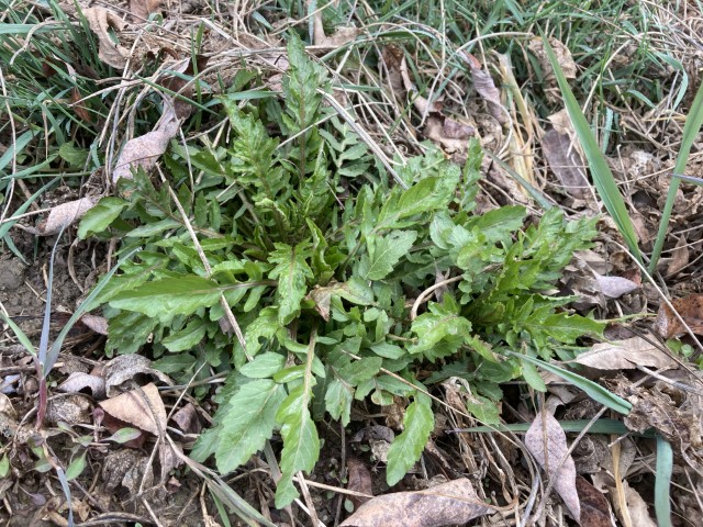 スカシタゴボウ