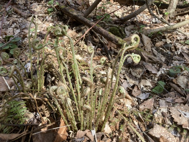 ジュウモンジシダ