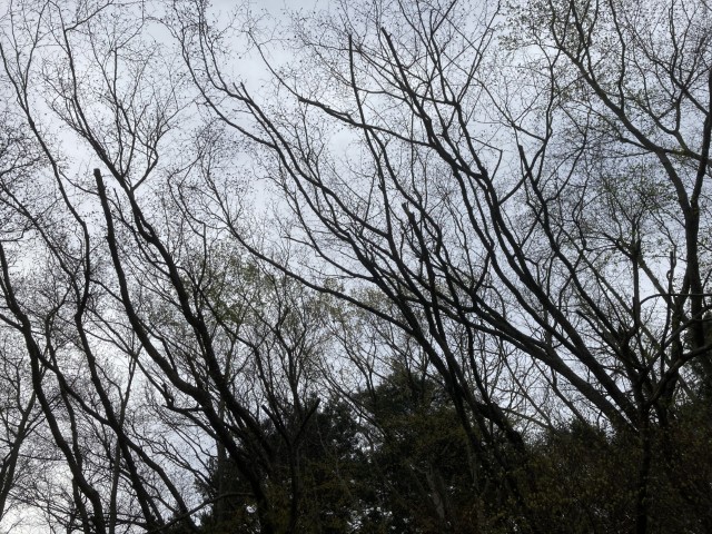 先端が折れた木々