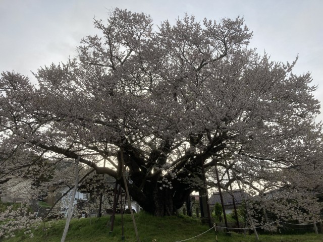 神代桜