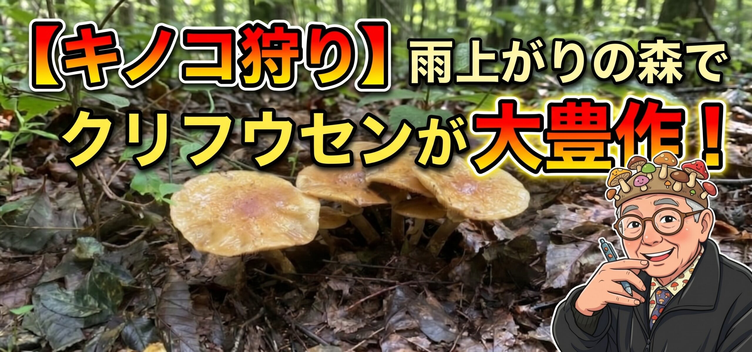 【秋の開幕】大雨の後にクリフウセンタケ（ニセアブラシメジ）が大爆発！極上の秋きのこを探す山歩き