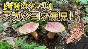 【キノコ狩り】本日2度目の奇跡！芸術品のように美しいアカジコウと遭遇しました 2026.08.23