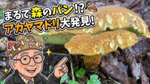 今年は諦めていたのに…！森のパン屋さん「アカヤマドリ」の巨大サイズと感動の出会い！2026.08.31