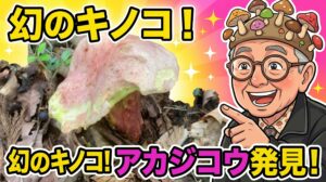 【幻のキノコ】雨上がりの森で超極太のアカジコウを発見！美しい薔薇色と黄色に感動【きのこ狩り】2026.08.23